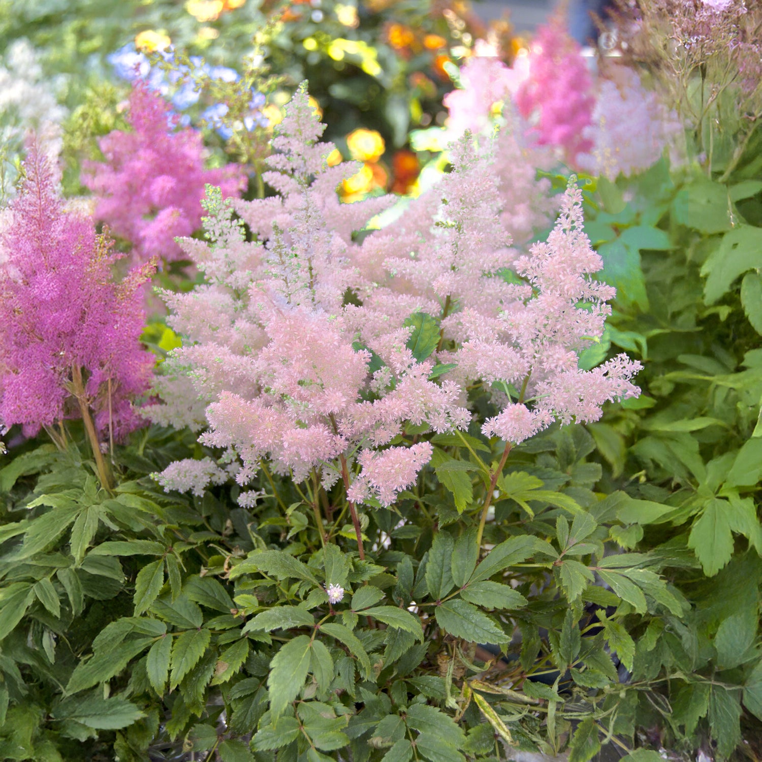 Astilbe japonica Europa - Astilbe du Japon Europa - Astilbe