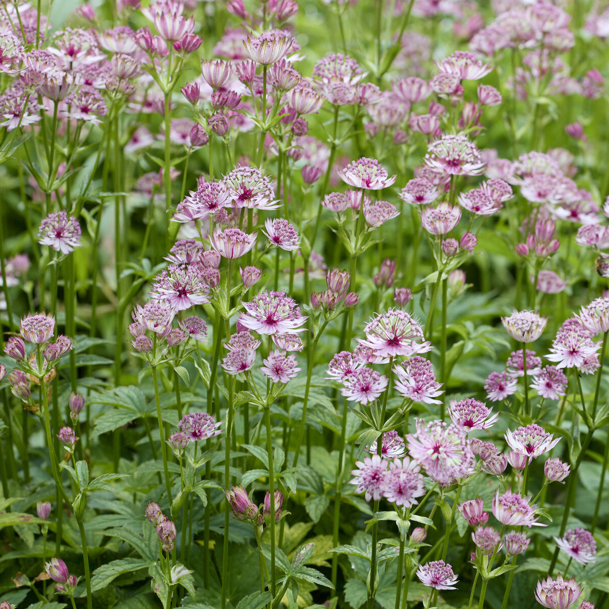 Grande astrance - Astrantia major - Willemse