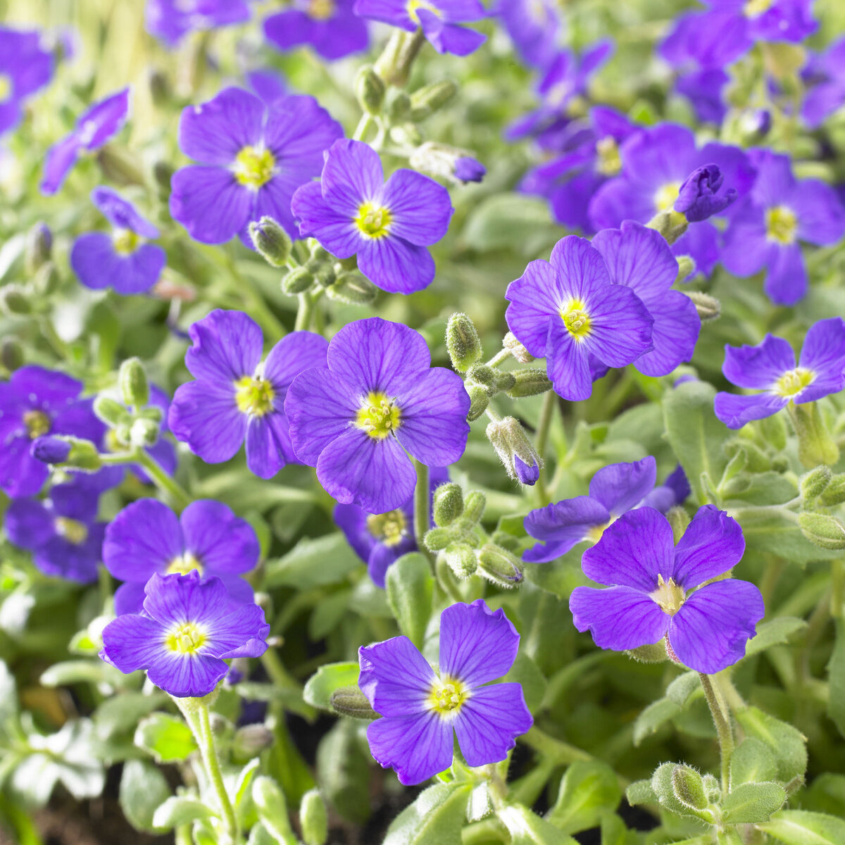 Aubriète Cascade Blue - Aubrieta Cascade Blue - Willemse