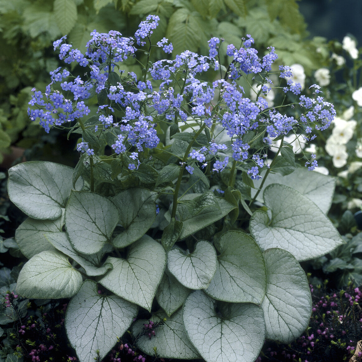 Vente Myosotis du Caucase Looking Glass - Brunnera macrophylla Looking Glass