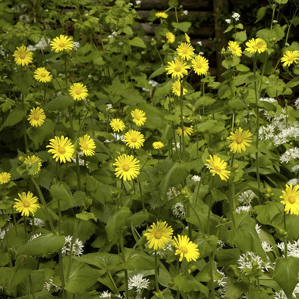 Buphthalmum salicifolium - Œil de bœuf jaunes - Fleurs vivaces