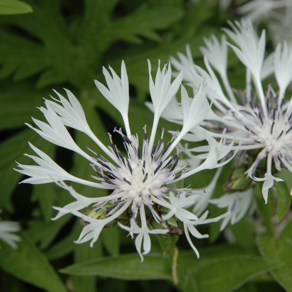 Centaurea montana Alba - Centaurée des montagnes blanche - Centaurée