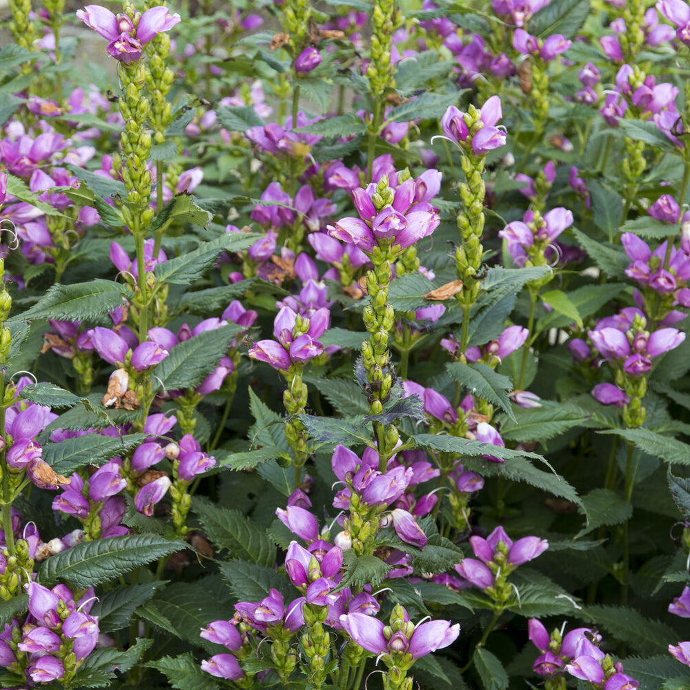 Vente Galane oblique Alba - Chelone obliqua