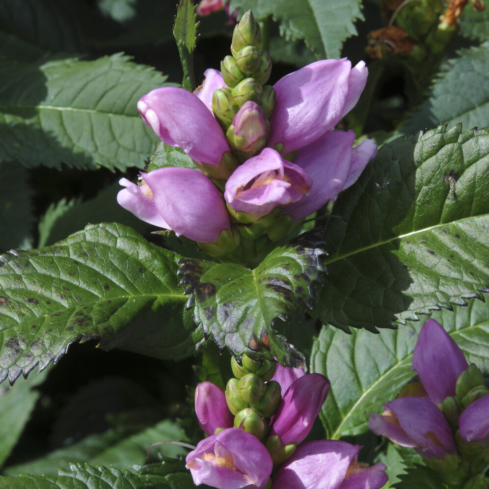 Galane - Galane oblique Alba - Chelone obliqua