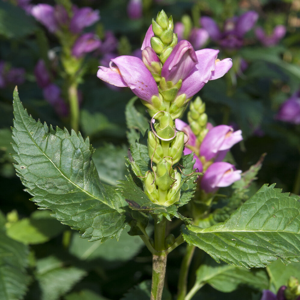 Chelone obliqua - Galane oblique Alba - Galane