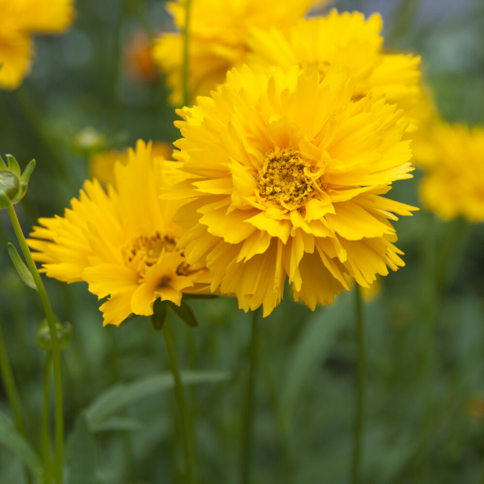 Coreopsis grandiflora Early Sunrise - Coreopsis à grandes fleurs Early Sunrise - Coréopsis