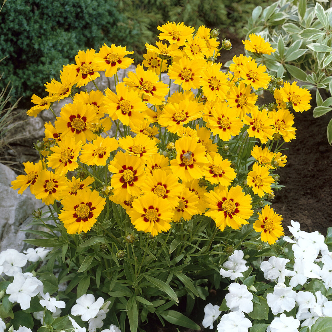 Coreopsis lanceolata Sterntaler - Coréopsis lancéolée Sterntaler - Coréopsis