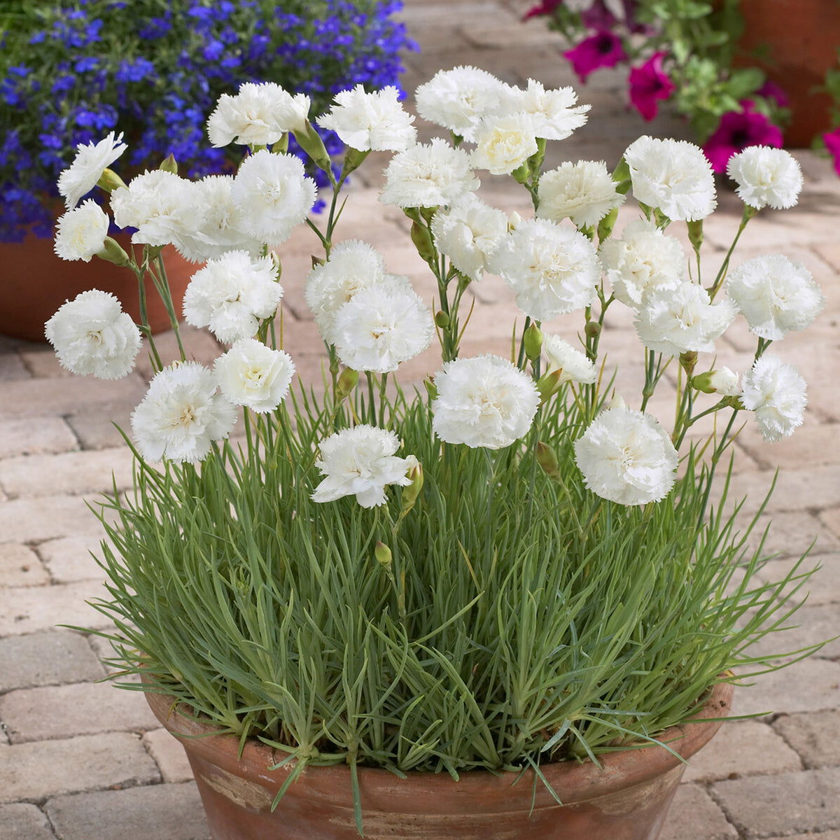 Œillet mignardise Haytor White - Dianthus plumarius haytor white - Willemse