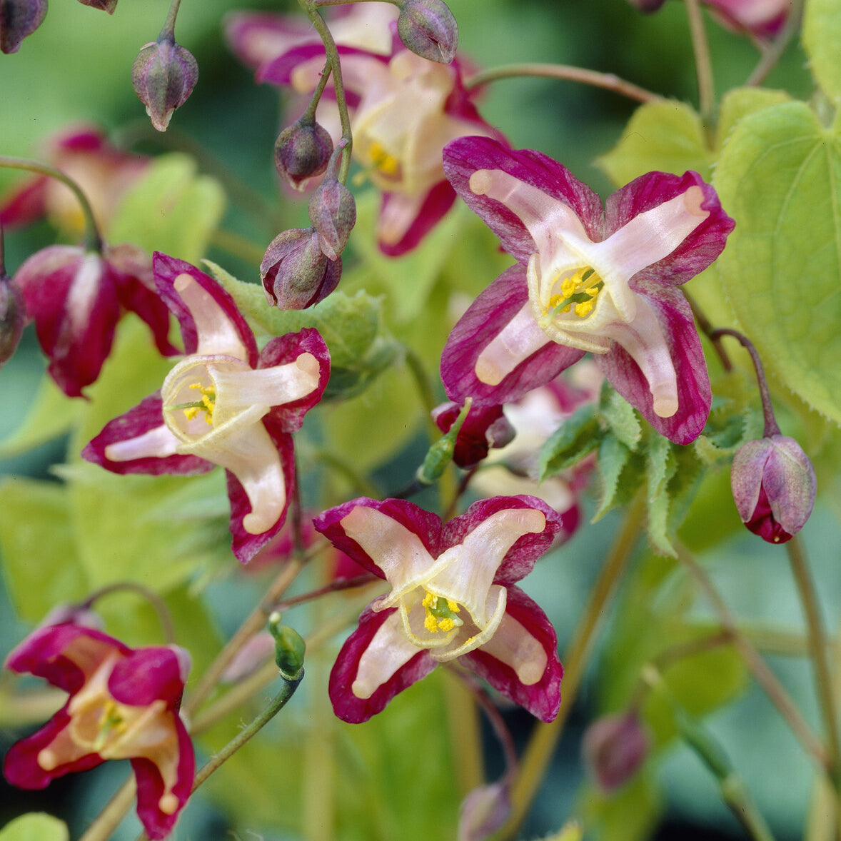 Epimedium rouge - Willemse