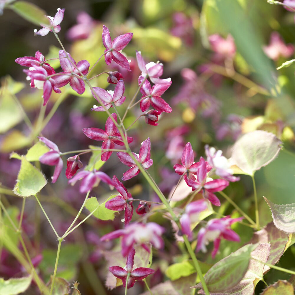 Epimedium - Epimedium rouge - Epimedium rubrum