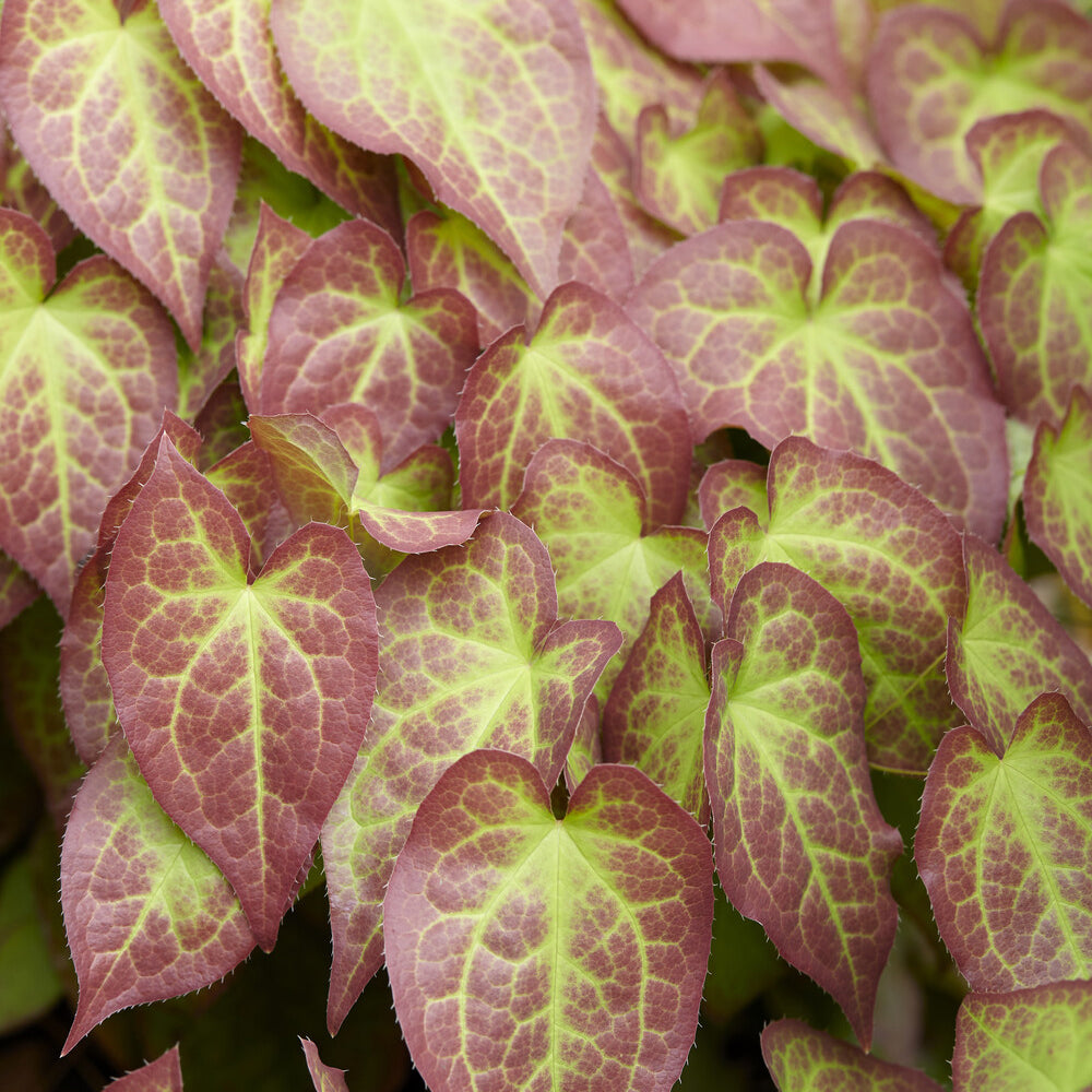 Epimedium rouge - Epimedium rubrum - Willemse