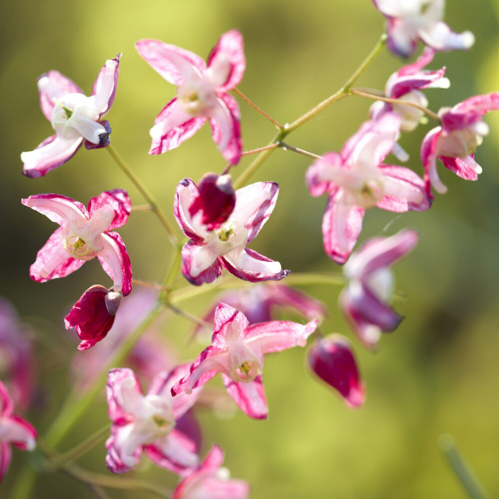 Epimedium rubrum - Epimedium rouge - Epimedium