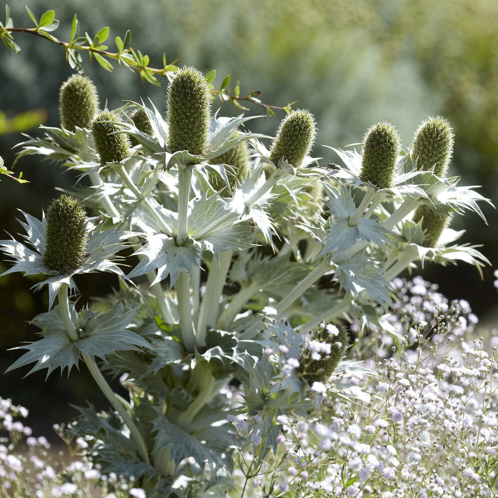 Eryngium giganteum - Panicaut géant - Panicaut