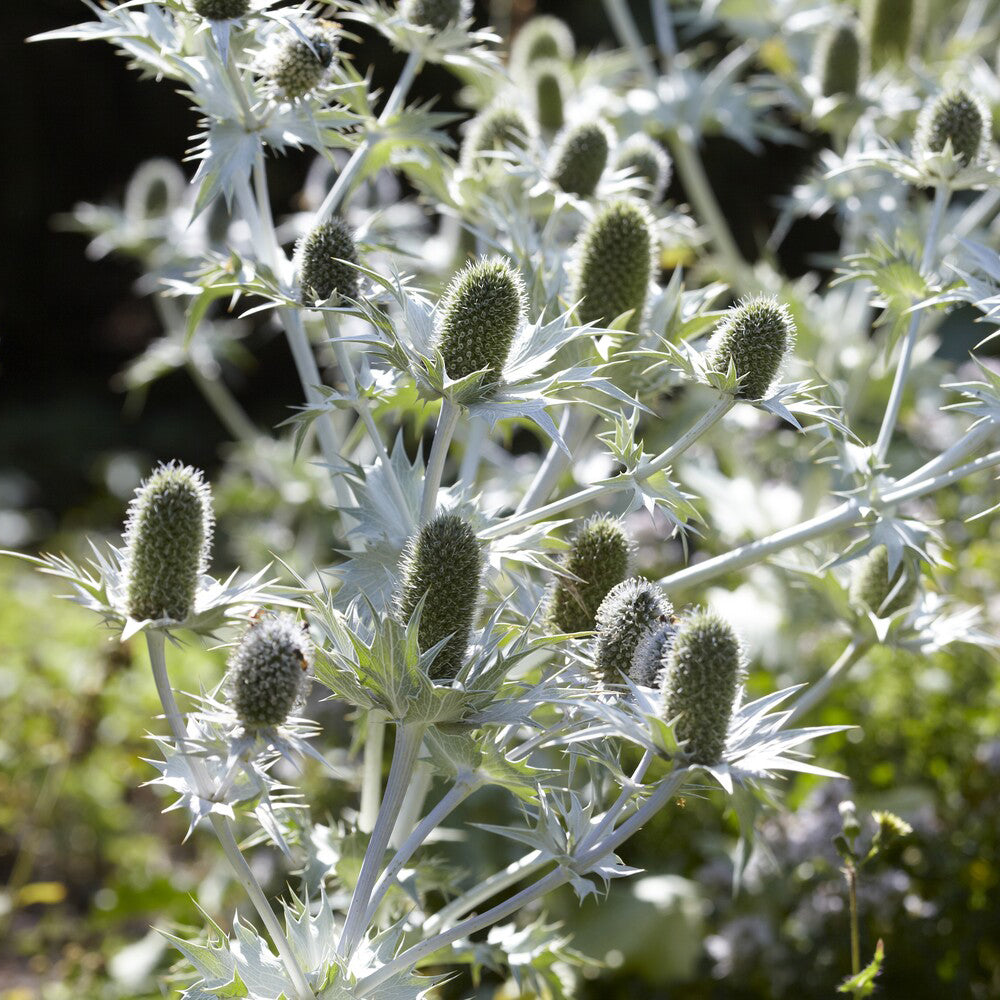 Panicaut - Panicaut géant - Eryngium giganteum