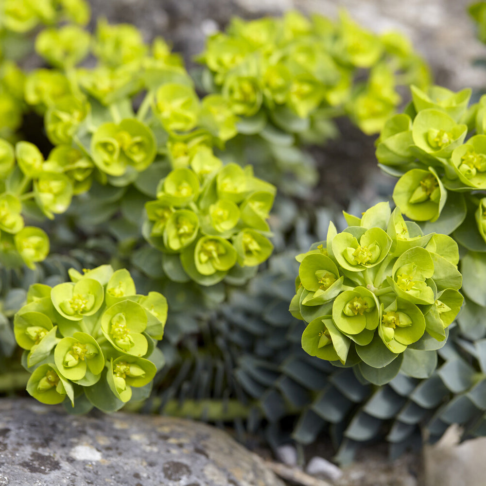Euphorbe de Corse - Euphorbia myrsinites - Willemse