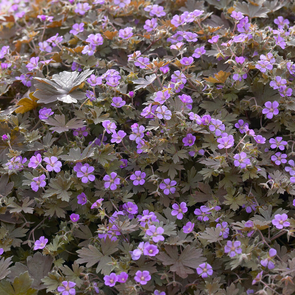 Géranium vivace Bob's Blunder - Willemse