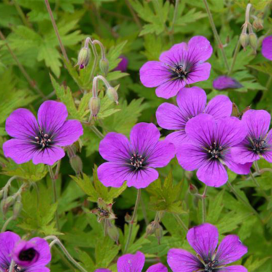 Geranium Ann Folkard - Géranium vivace Ann Folkard - Géraniums vivaces