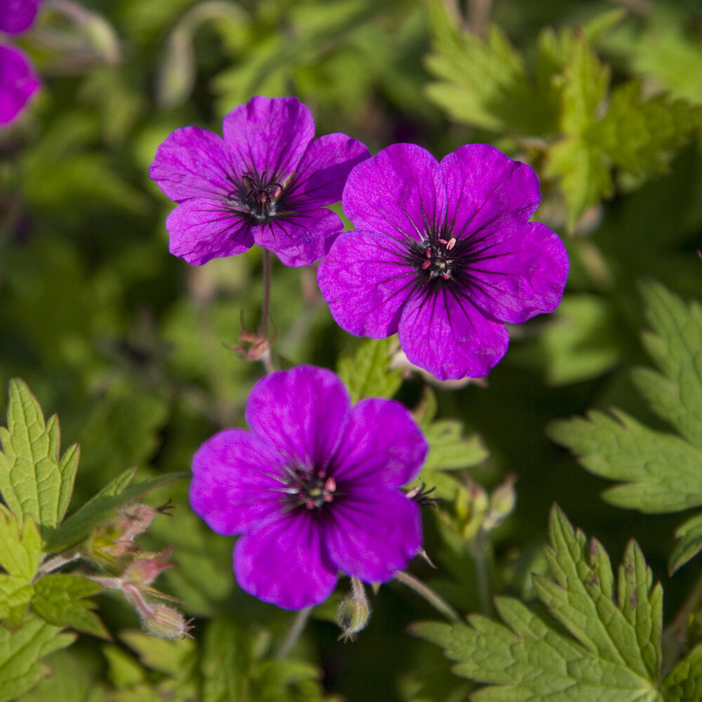 Geranium Anne Thomson - Géranium vivace Anne Thomson - Géraniums vivaces
