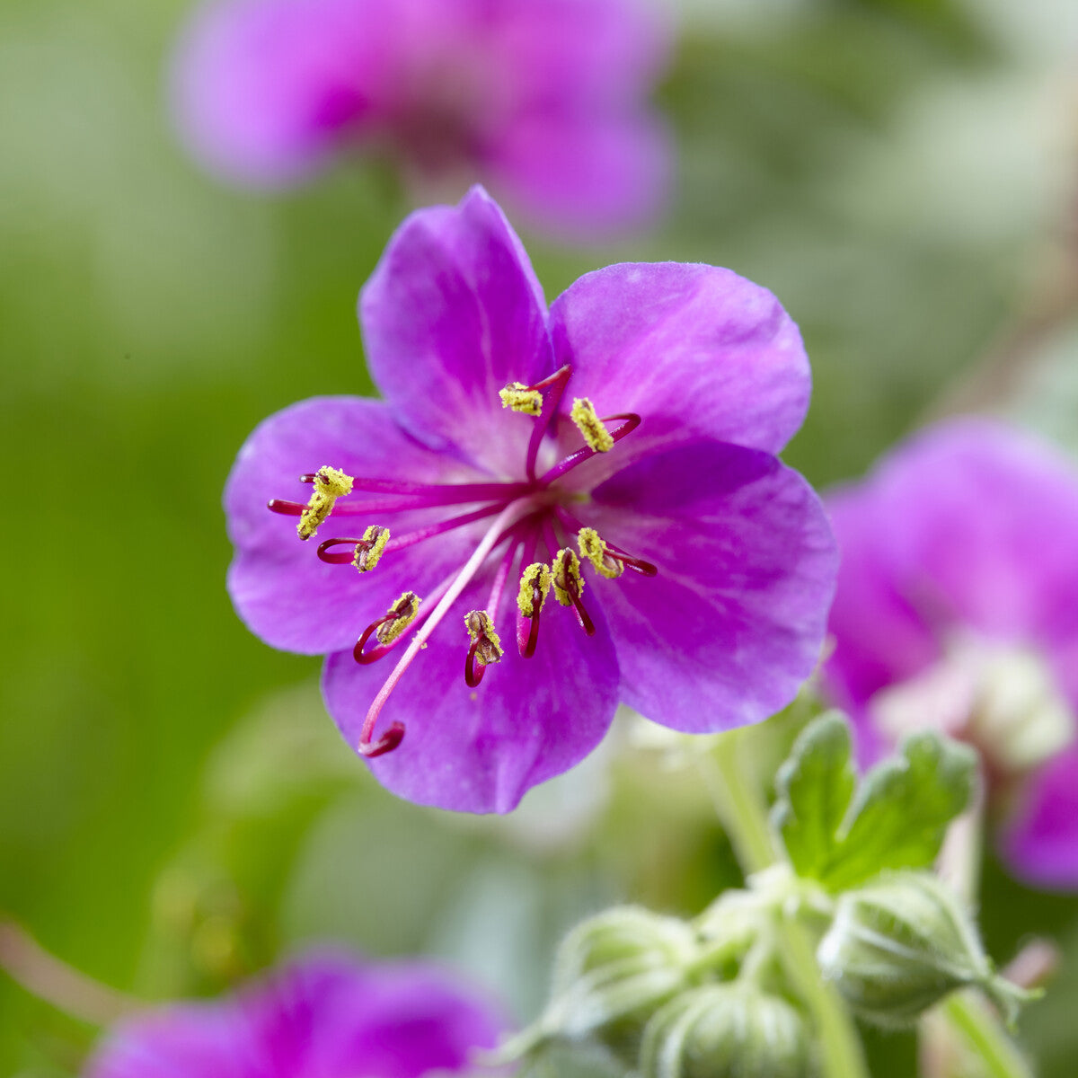 Géranium vivace Czakor - Geranium macrorrhizum Czakor - Willemse