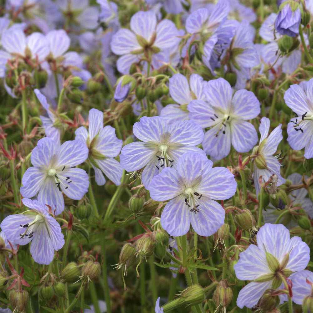 Geranium pratense Mrs Kendall Clark - Géranium vivace Mrs. Kendall Clark - Géraniums vivaces