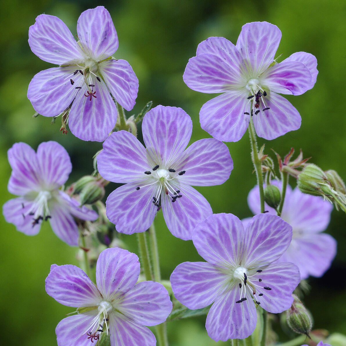 Géraniums vivaces - Géranium vivace Mrs. Kendall Clark - Geranium pratense Mrs Kendall Clark