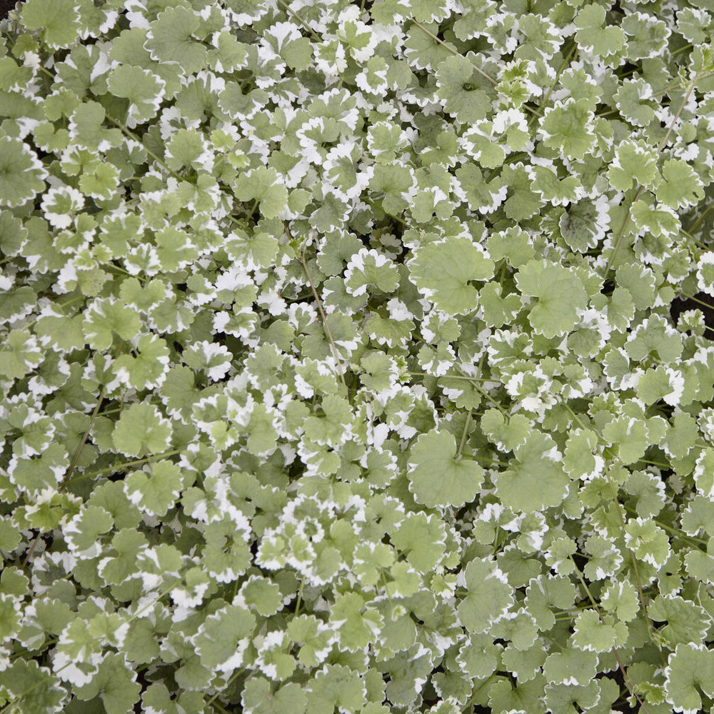 Lierres - Lierre terrestre panaché - Glechoma hederacea Variegata