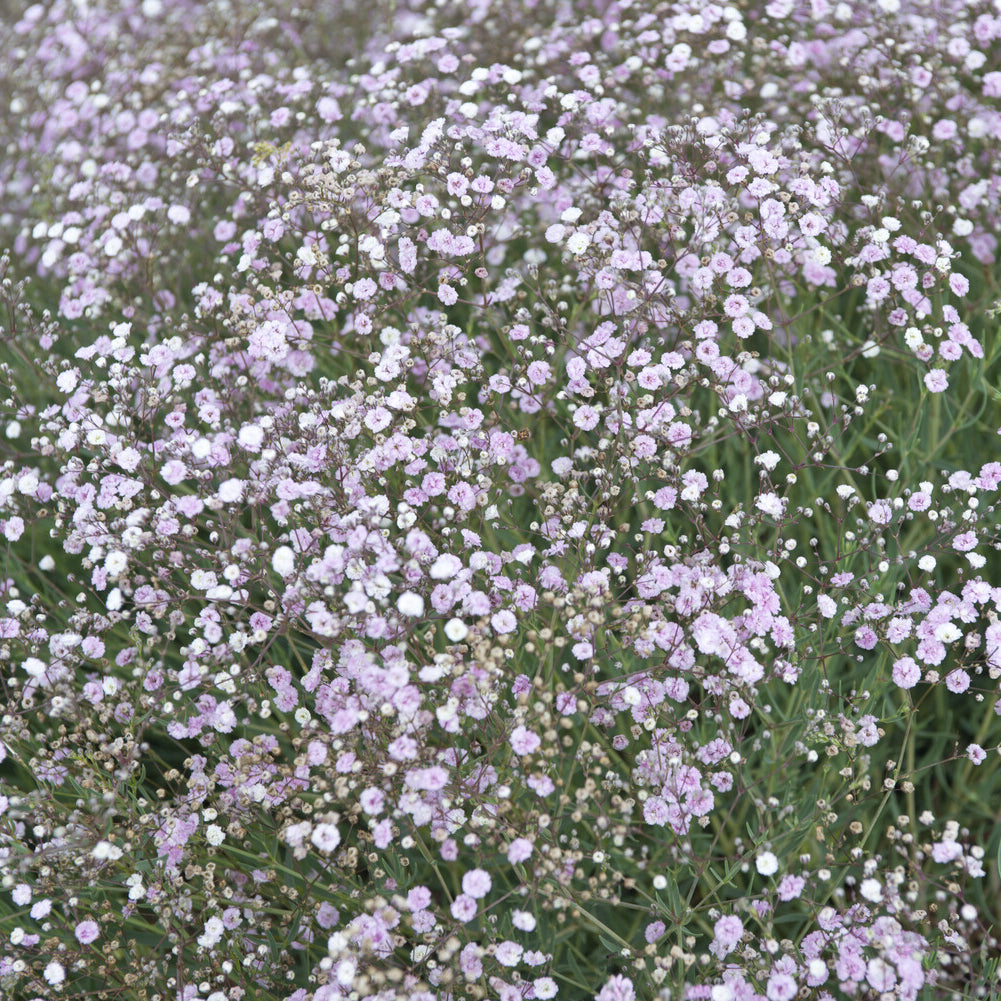 Gypsophile Rosenschleier - Gypsophila paniculata Rosenschleier - Willemse
