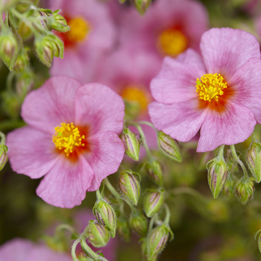 Hélianthème Lawrenson's Pink - Helianthemum Lawrenson's Pink - Willemse
