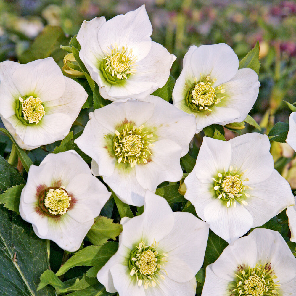 Héllébore d'Orient White Lady - Helleborus orientalis White Lady - Willemse
