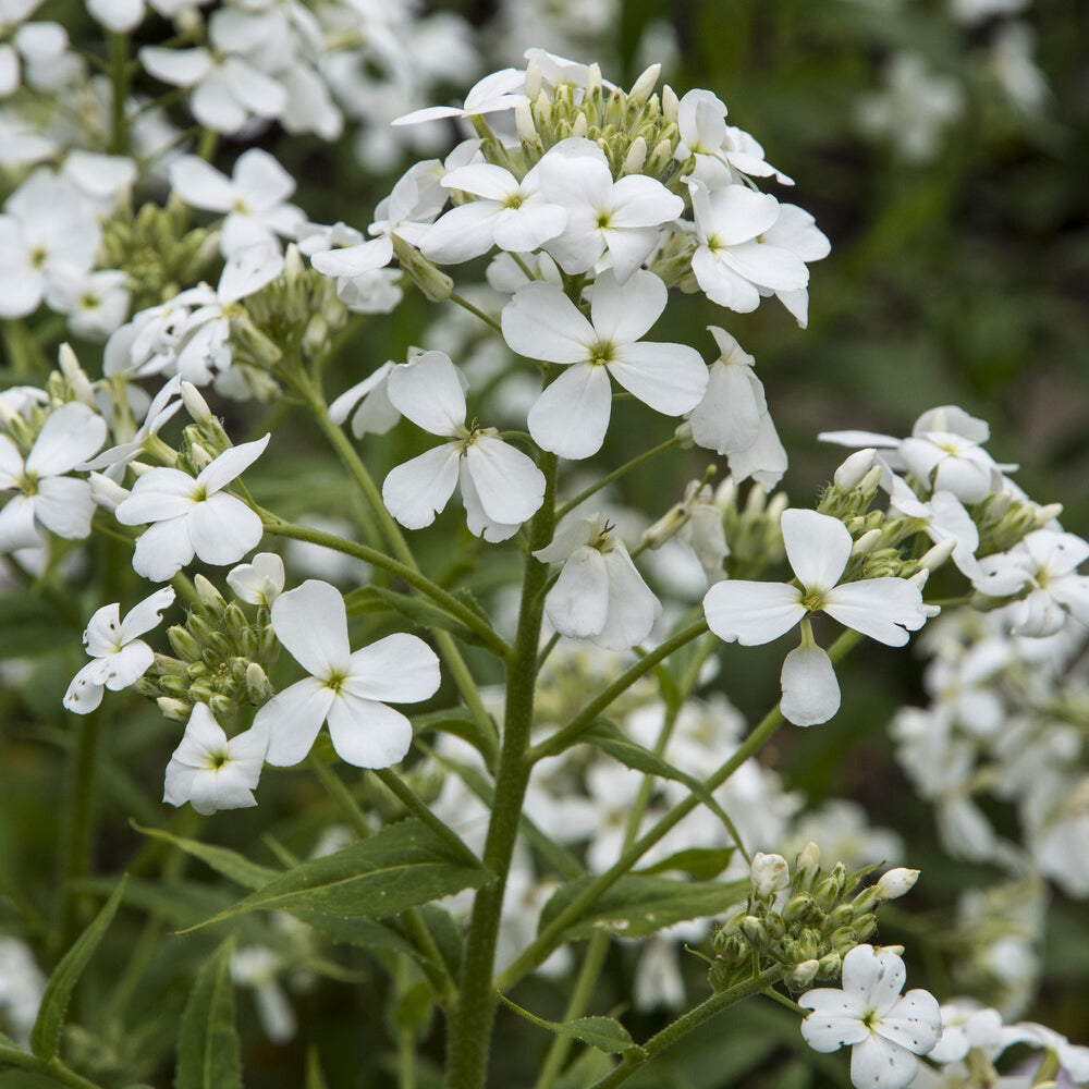 Julienne des Dames à fleurs blanches - Willemse