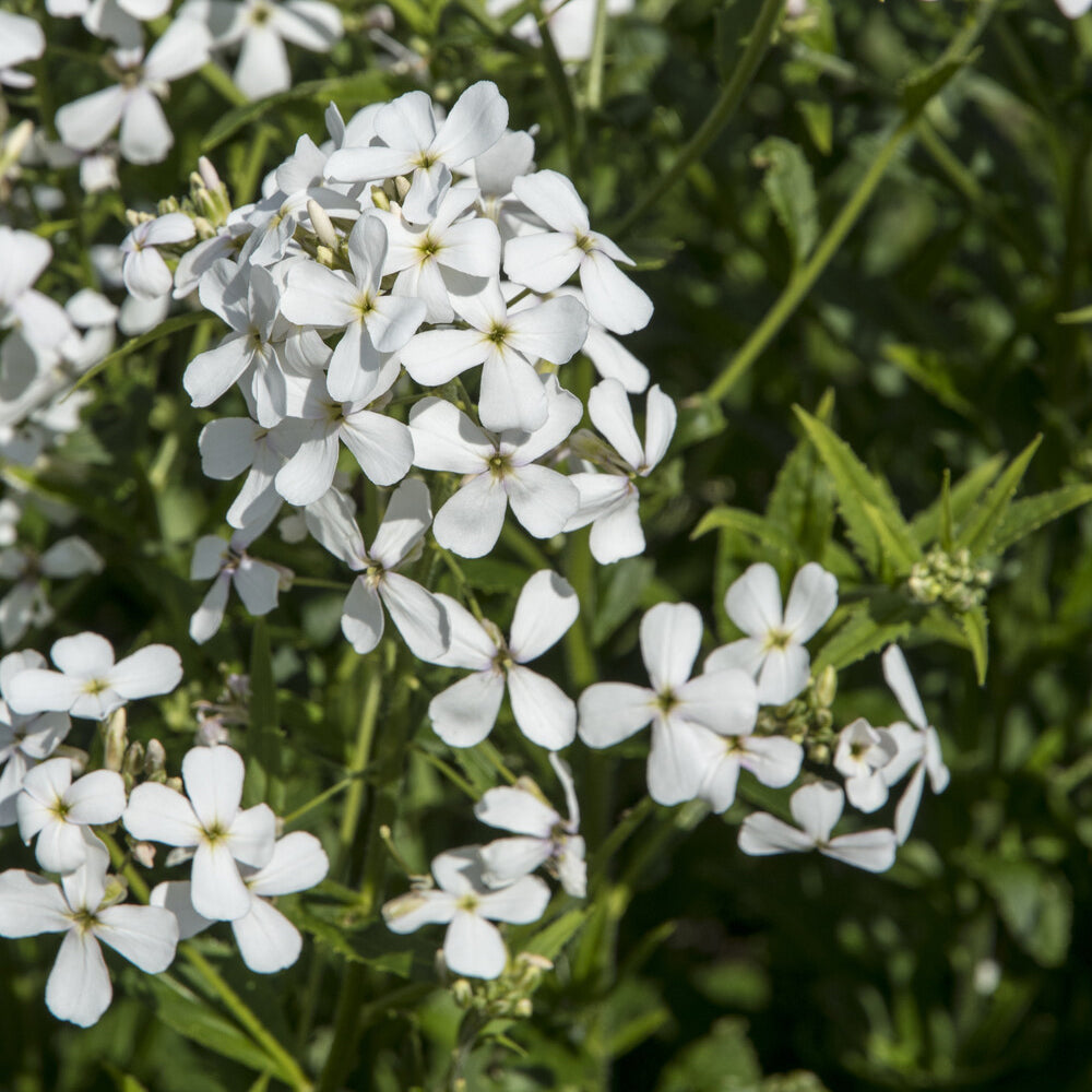 Hesperis matronalis Alba - Julienne des Dames à fleurs blanches - Fleurs vivaces