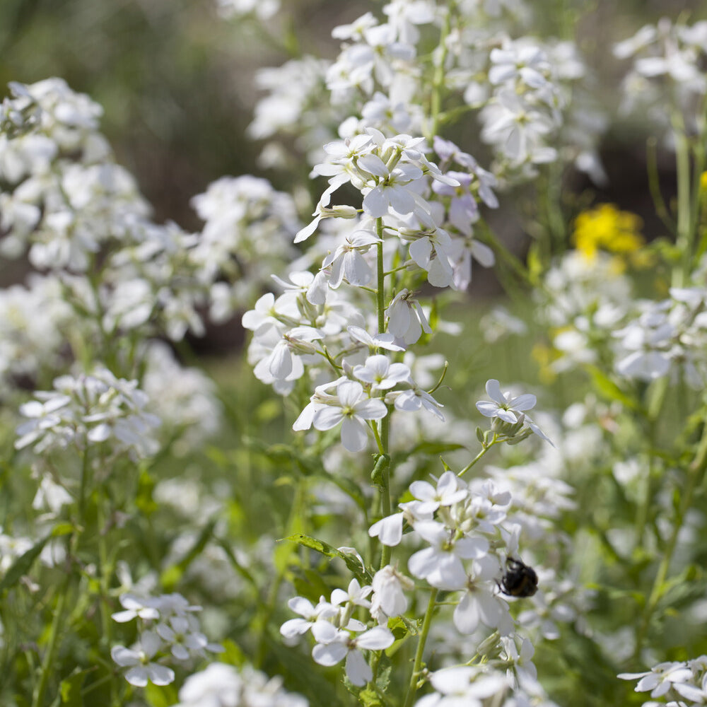 Julienne des Dames à fleurs blanches - Hesperis matronalis Alba - Willemse