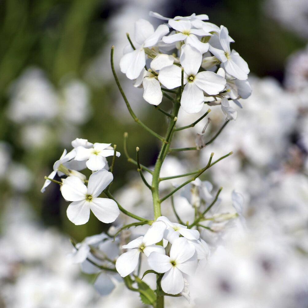 Fleurs vivaces - Julienne des Dames à fleurs blanches - Hesperis matronalis Alba