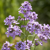 Julienne des Dames - Willemse