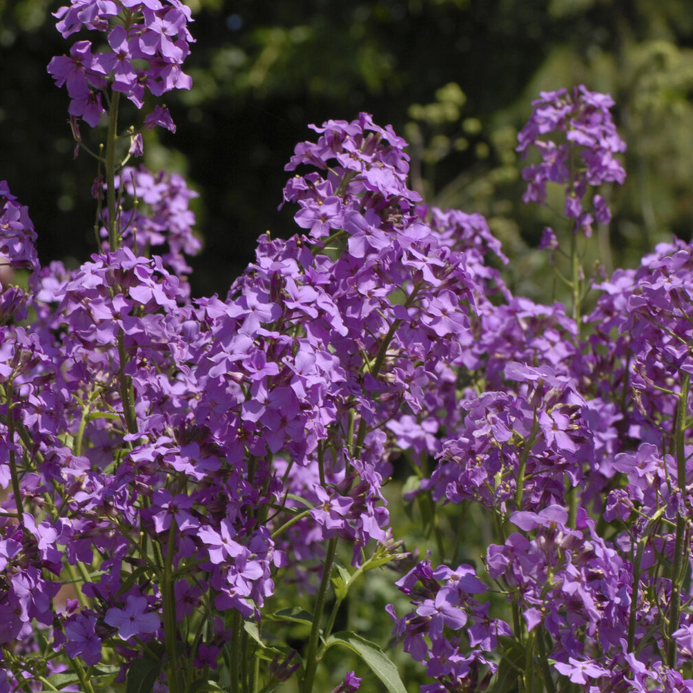 Fleurs vivaces - Julienne des Dames - Hesperis matronalis