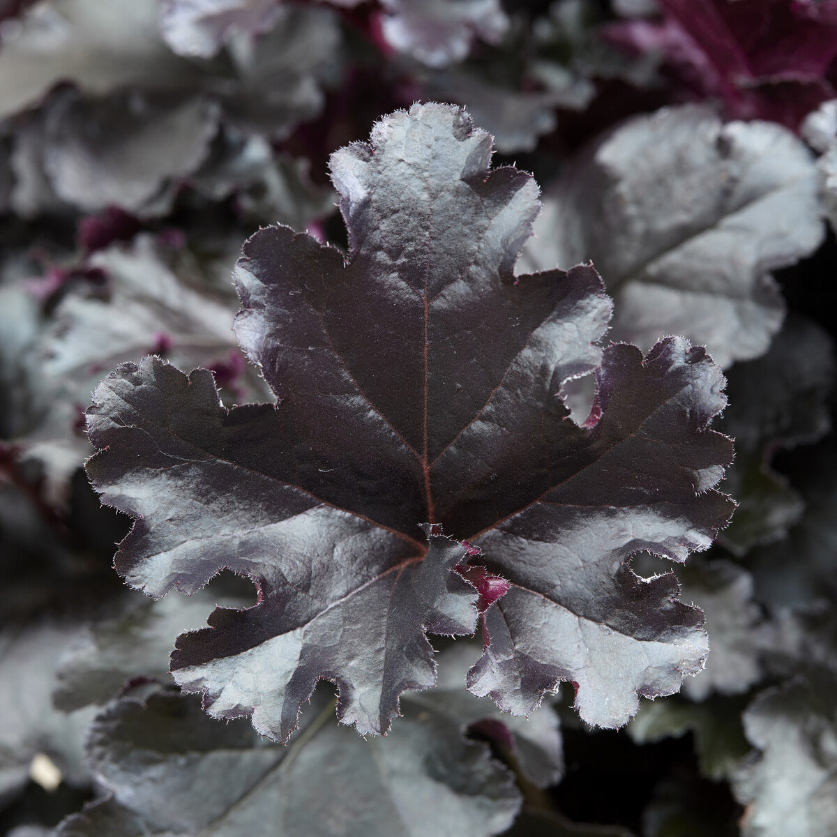 Heuchère Black Pearl - Heuchera Black Pearl - Willemse