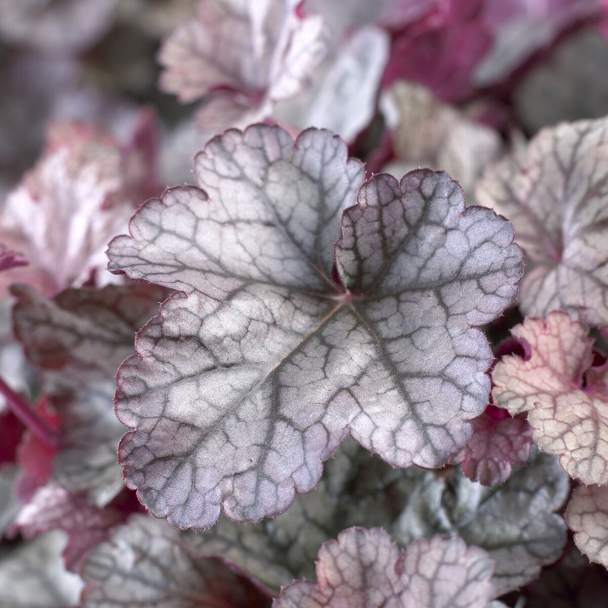 Heuchère Silver Scrolls - Heuchera Silver Scrolls - Willemse