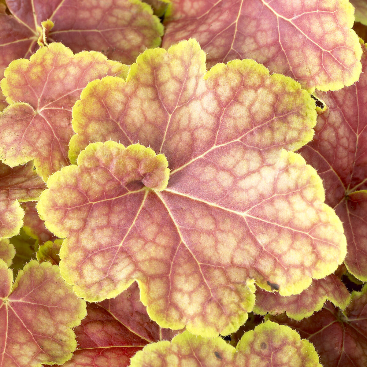 Heuchère Tiramisu - Heuchera Tiramisu - Willemse