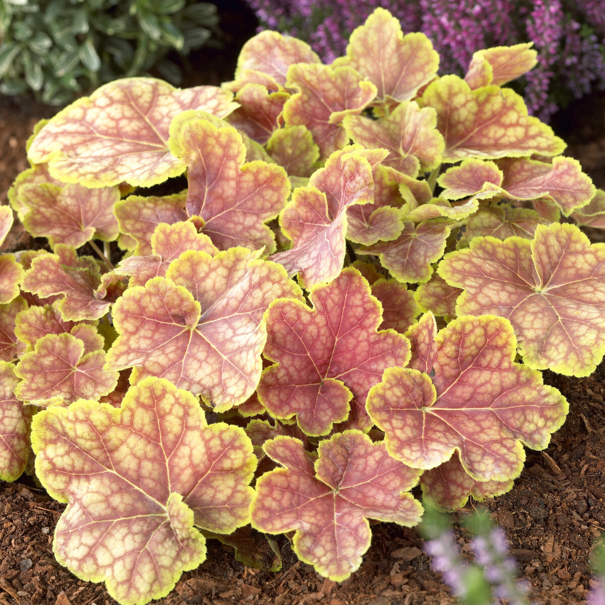 Heuchera Tiramisu - Heuchère Tiramisu - Heuchères