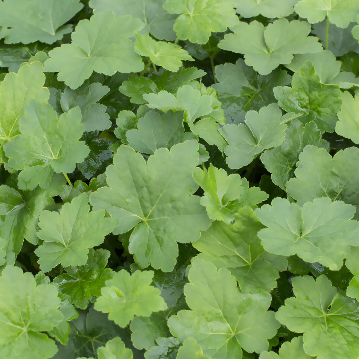 Heuchère Chantilly - Heuchera villosa chantilly - Willemse