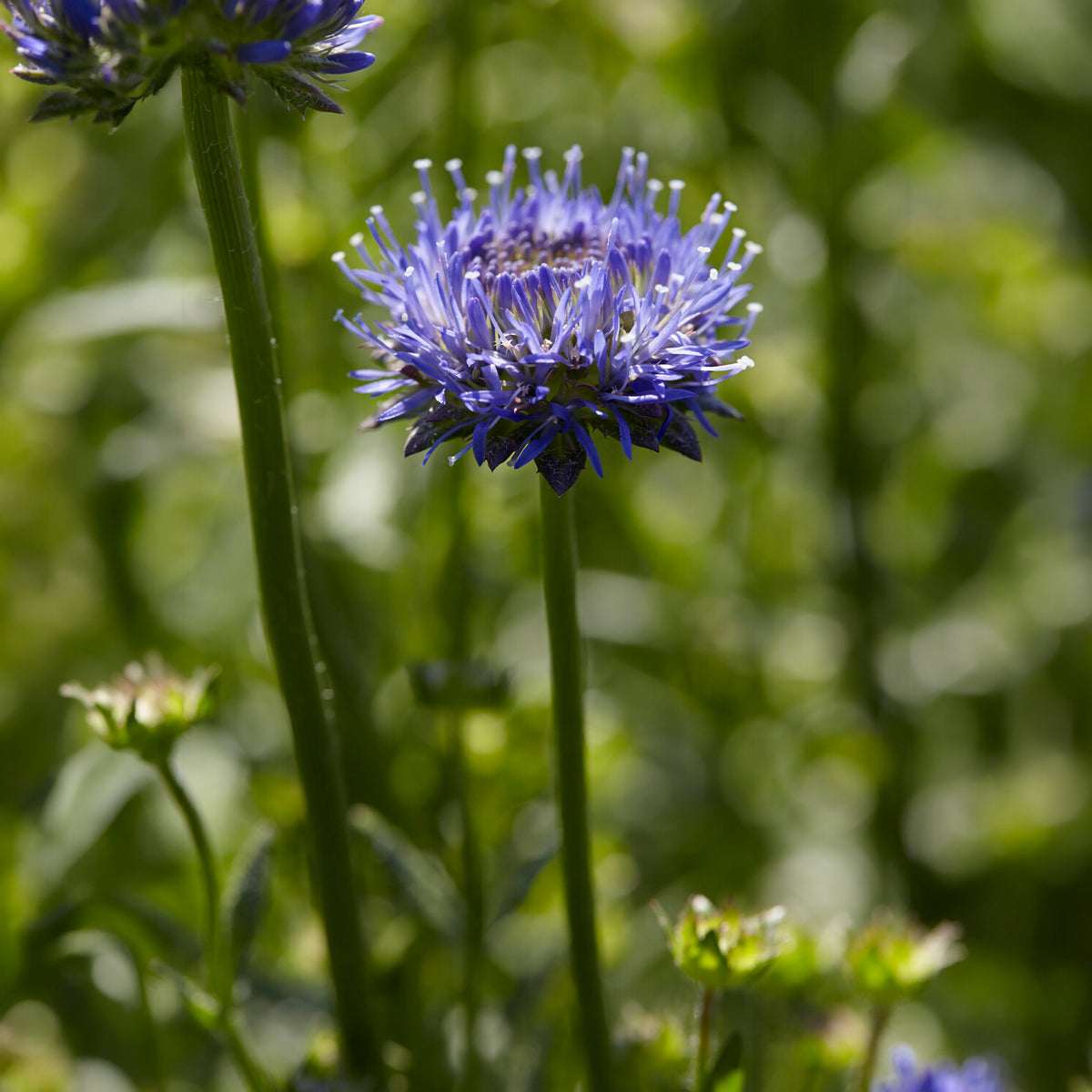 Jasione lisse Blaulicht - Jasione laevis - Willemse