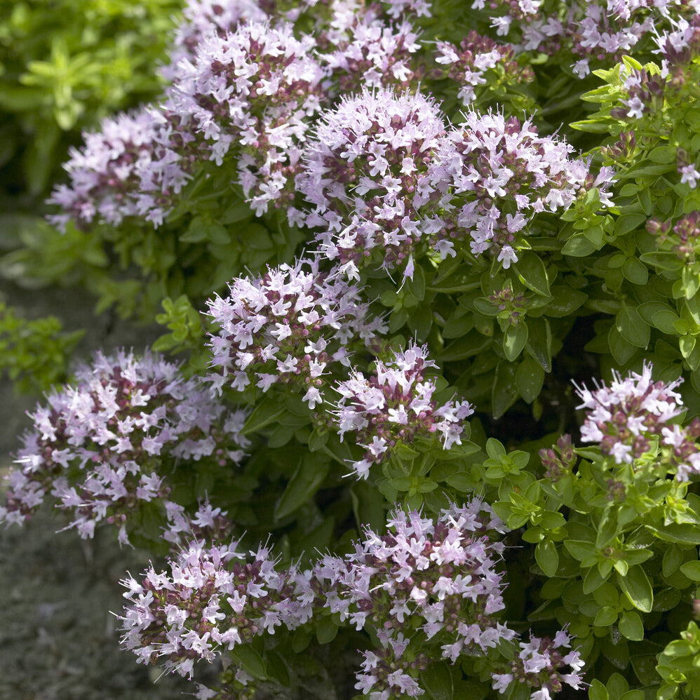 Origan Compact - Origanum vulgare Compactum - Willemse