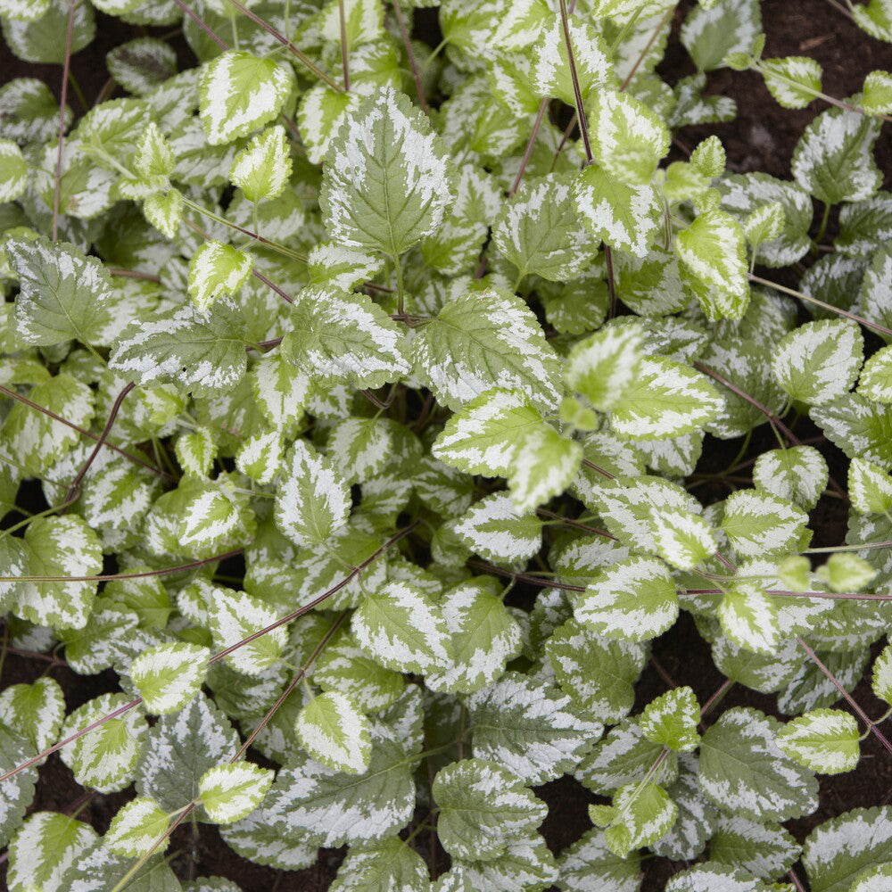 Lamier doré Florentinum - Lamiastrum galeobdolon Florentinum - Willemse