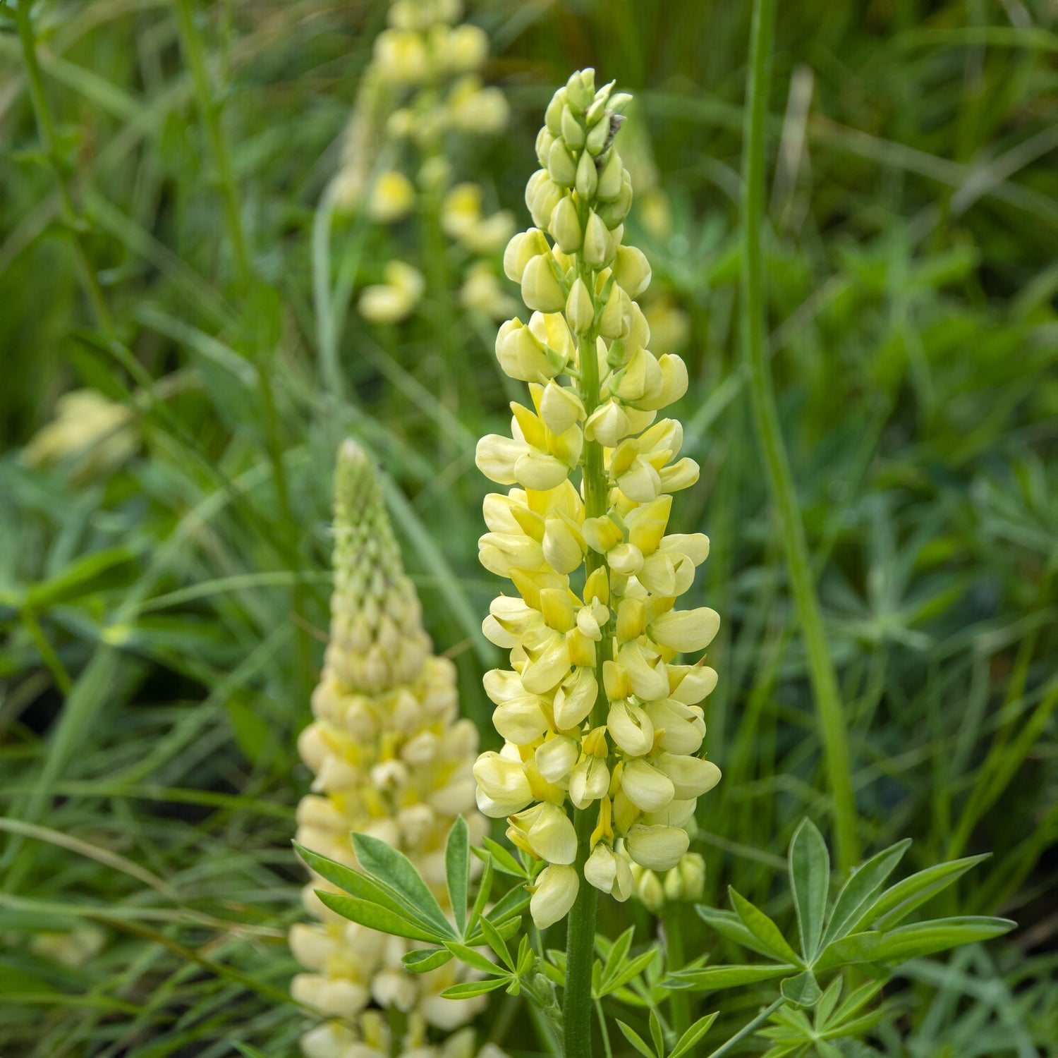 Lupinus polyphyllus Chandelier - Lupin Chandelier - Lupin