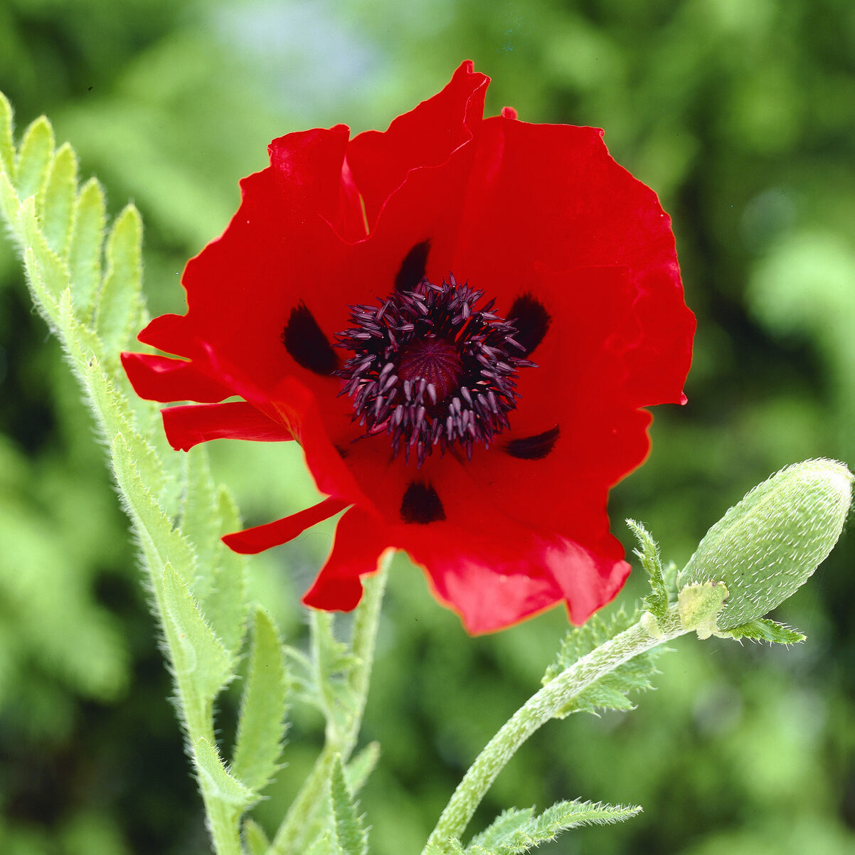 Pavot d'Orient Beauty Of Livermere - Papaver orientale Beauty of Livermere - Willemse