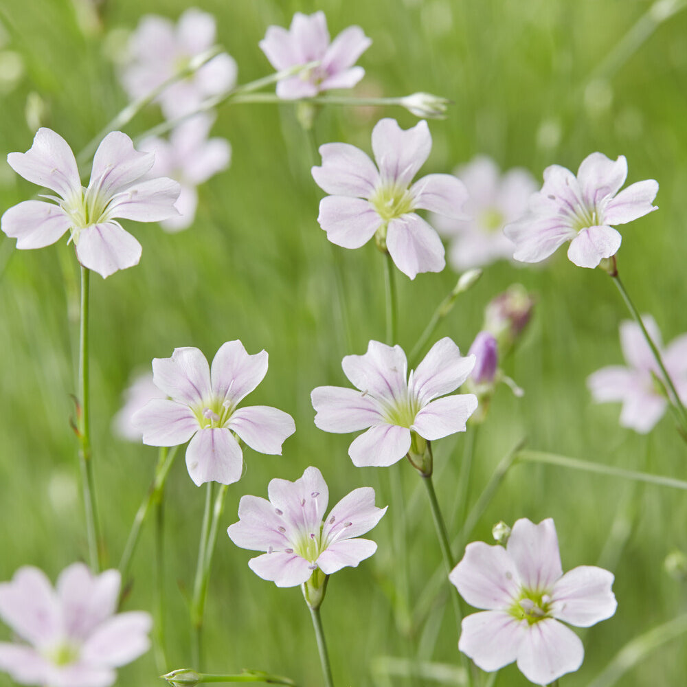 Œillets des rochers - Willemse