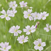 Œillets des rochers - Willemse