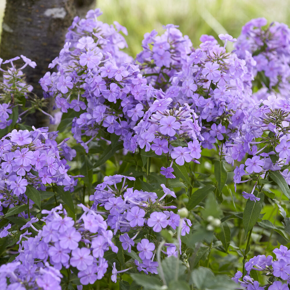 Phlox paniculé Blue Paradise - Phlox paniculata Blue Paradise - Willemse