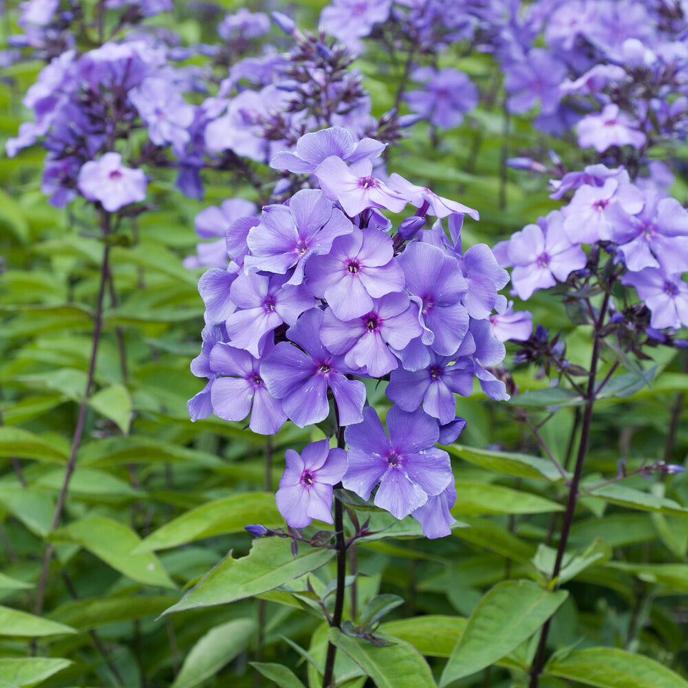 Phlox - Phlox paniculé Blue Paradise - Phlox paniculata Blue Paradise