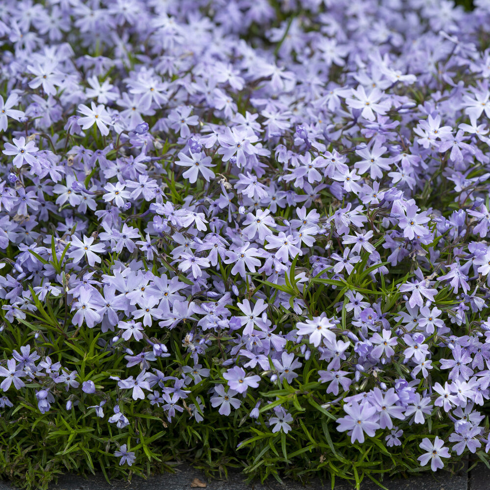 Phlox mousse Emerald Cushion Blue - Phlox subulata Emerald Cushion Blue - Willemse